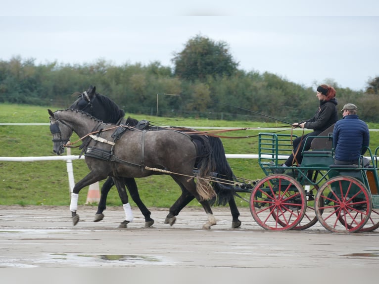 Mecklenburger warmbloed Merrie 3 Jaar 175 cm Schimmel in Ganschow