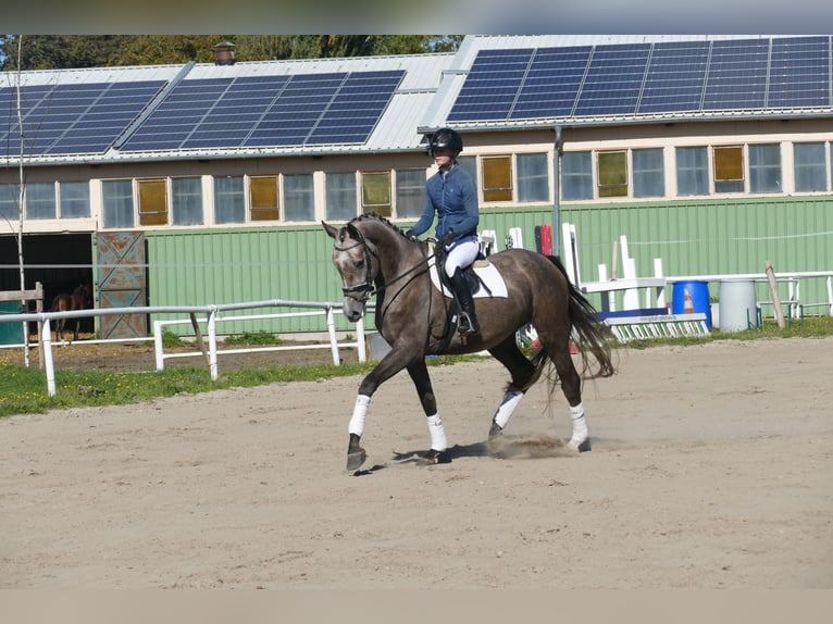 Mecklenburger warmbloed Merrie 3 Jaar 175 cm Schimmel in Ganschow