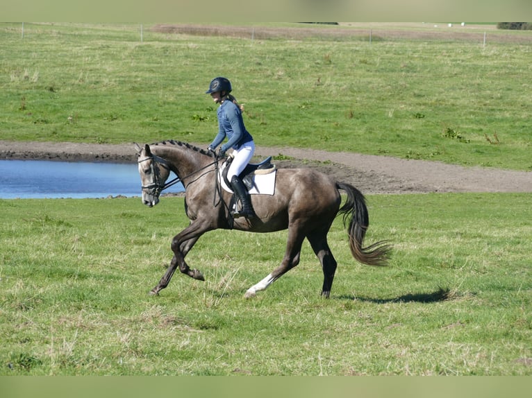 Mecklenburger warmbloed Merrie 3 Jaar 175 cm Schimmel in Ganschow