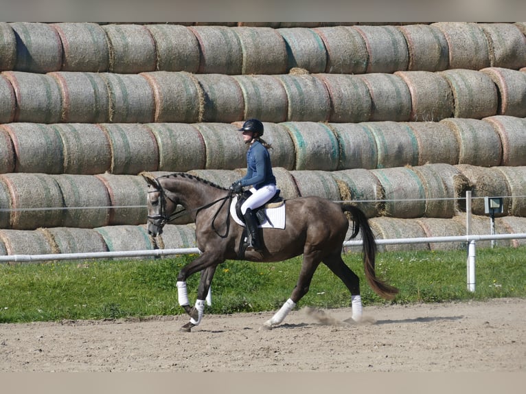 Mecklenburger warmbloed Merrie 3 Jaar 175 cm Schimmel in Ganschow