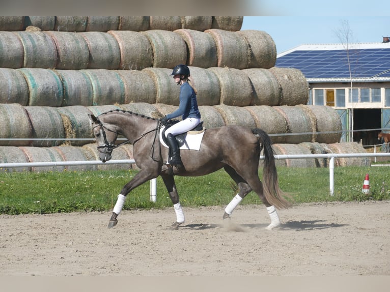 Mecklenburger warmbloed Merrie 3 Jaar 175 cm Schimmel in Ganschow