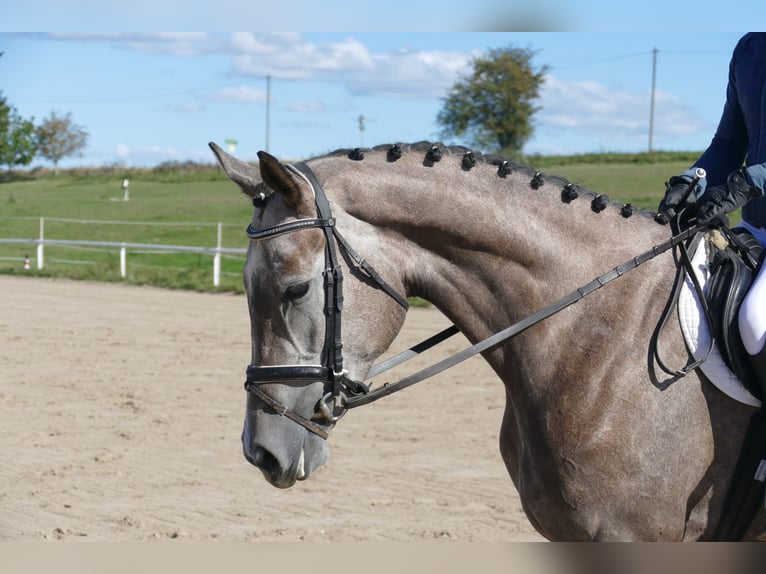 Mecklenburger warmbloed Merrie 3 Jaar 175 cm Schimmel in Ganschow