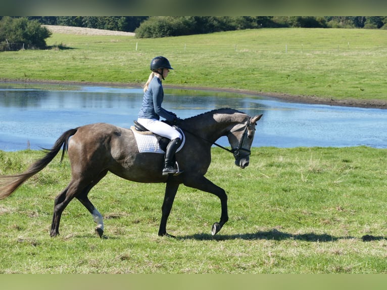 Mecklenburger warmbloed Merrie 3 Jaar 175 cm Schimmel in Ganschow