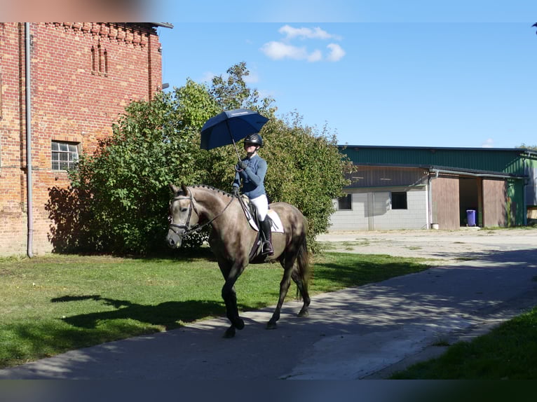 Mecklenburger warmbloed Merrie 3 Jaar 175 cm Schimmel in Ganschow
