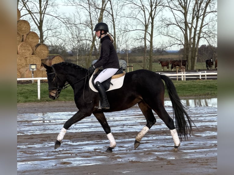 Mecklenburger warmbloed Merrie 4 Jaar 158 cm Zwartbruin in Ganschow