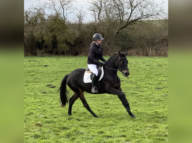 Mecklenburger warmbloed Merrie 4 Jaar 158 cm Zwartbruin in Ganschow