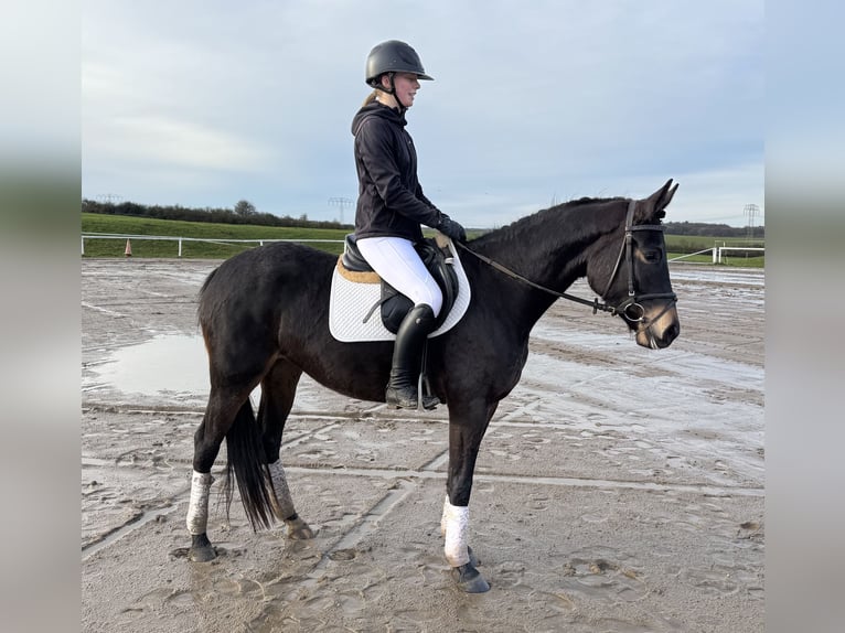 Mecklenburger warmbloed Merrie 4 Jaar 158 cm Zwartbruin in Ganschow