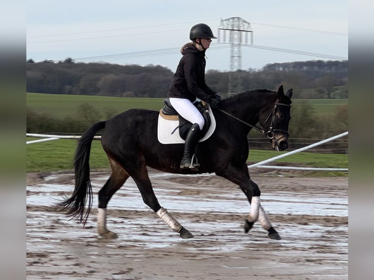 Mecklenburger warmbloed Merrie 4 Jaar 158 cm Zwartbruin in Ganschow