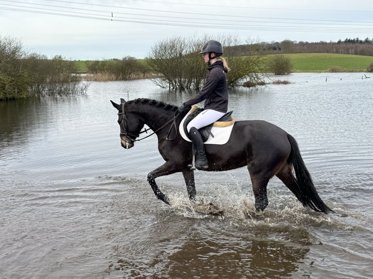 Mecklenburger warmbloed Merrie 4 Jaar 158 cm Zwartbruin in Ganschow