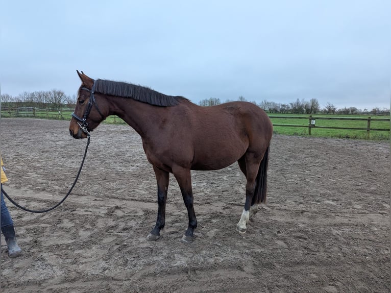 Mecklenburger warmbloed Merrie 4 Jaar 163 cm Bruin in Dalberg