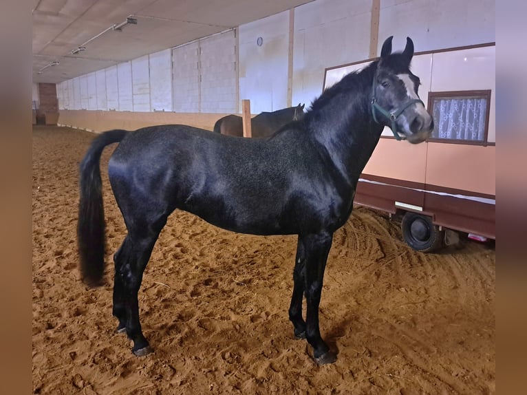 Mecklenburger warmbloed Merrie 4 Jaar 164 cm Schimmel in Jaebetz