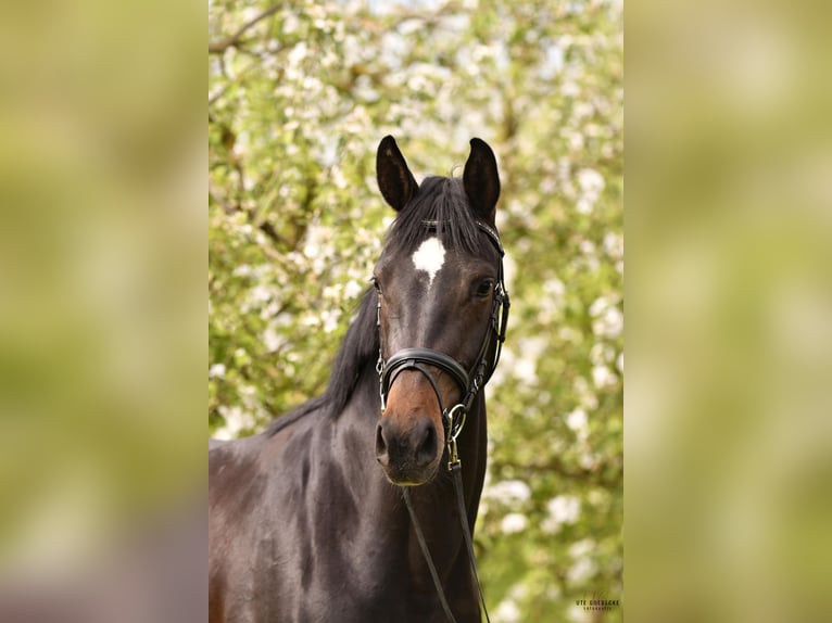 Mecklenburger warmbloed Merrie 4 Jaar 166 cm Zwartbruin in Goldenitz Warlitz