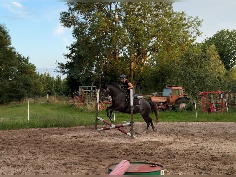 Mecklenburger warmbloed Merrie 4 Jaar 166 cm Zwartschimmel in Rubkow