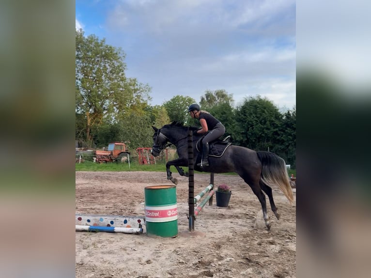 Mecklenburger warmbloed Merrie 4 Jaar 166 cm Zwartschimmel in Rubkow