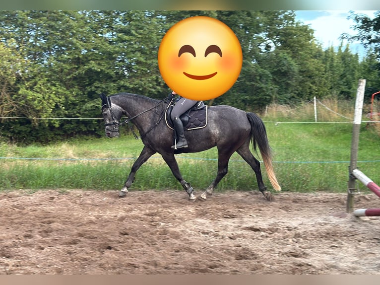 Mecklenburger warmbloed Merrie 4 Jaar 166 cm Zwartschimmel in Rubkow