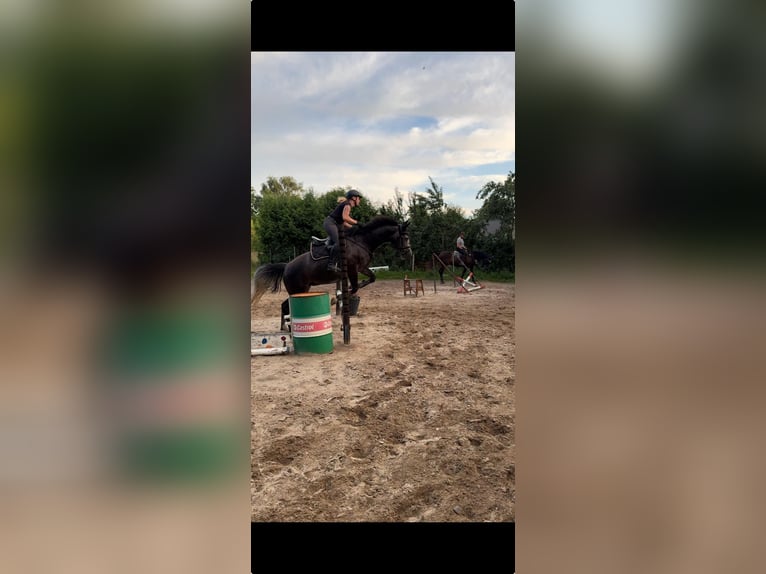 Mecklenburger warmbloed Merrie 4 Jaar 166 cm Zwartschimmel in Rubkow