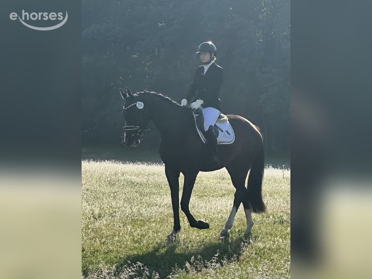 Mecklenburger warmbloed Merrie 4 Jaar 167 cm Zwartbruin in Groß Kreutz