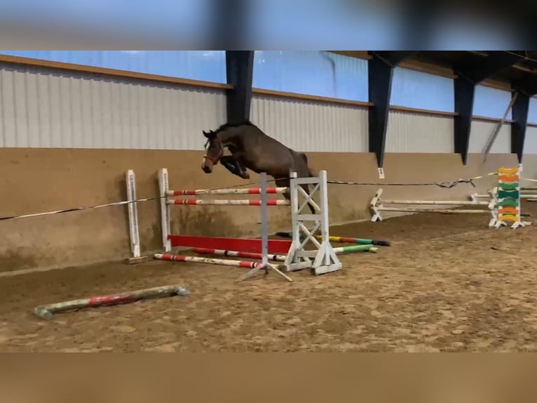 Mecklenburger warmbloed Merrie 4 Jaar 168 cm Bruin in Gadow