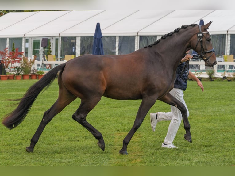 Mecklenburger warmbloed Merrie 4 Jaar 168 cm Donkerbruin in Bremen