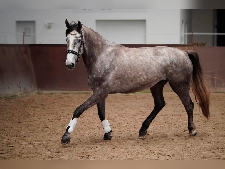 Mecklenburger warmbloed Merrie 4 Jaar 168 cm kan schimmel zijn in Bresegard b Picher