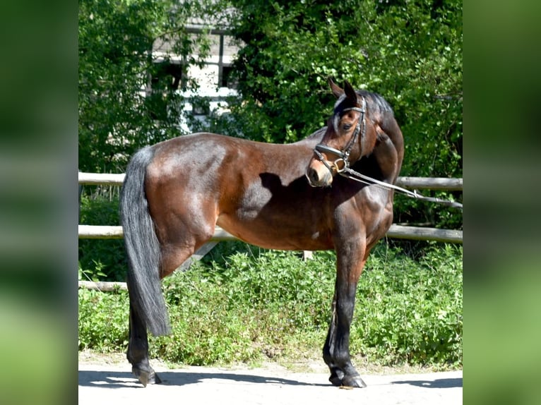 Mecklenburger warmbloed Merrie 5 Jaar 160 cm Bruin in Ratingen