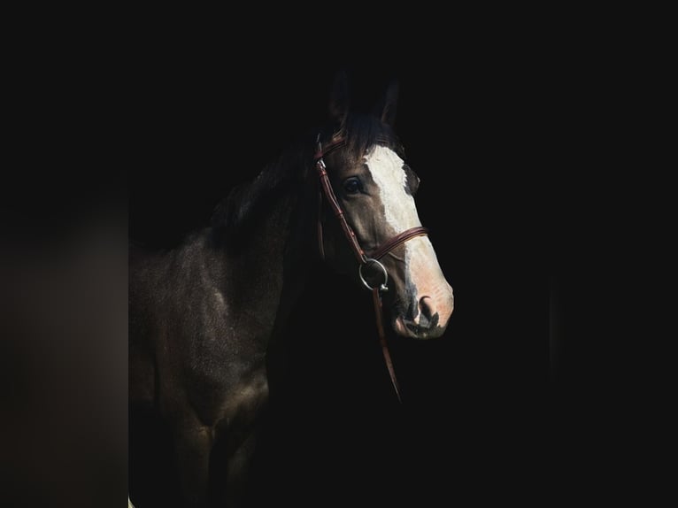 Mecklenburger warmbloed Merrie 5 Jaar 160 cm Zwartbruin in Waren (Müritz)