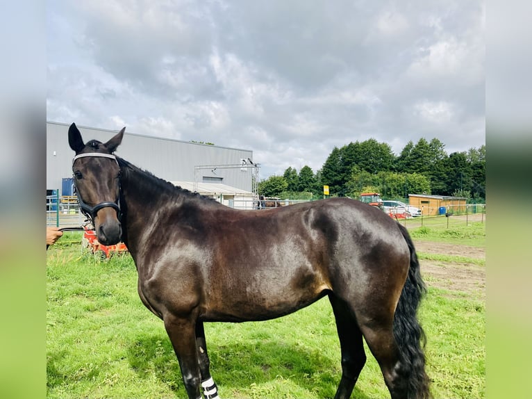 Mecklenburger warmbloed Merrie 5 Jaar 162 cm Donkerbruin in RubkowMurchin