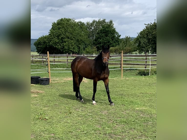 Mecklenburger warmbloed Merrie 5 Jaar 163 cm Bruin in Elze