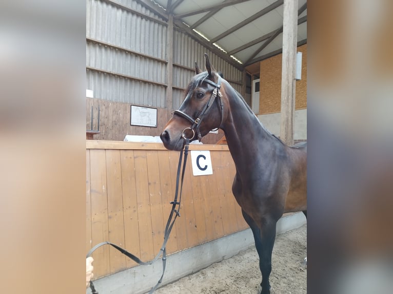 Mecklenburger warmbloed Merrie 5 Jaar 163 cm Bruin in Putbus