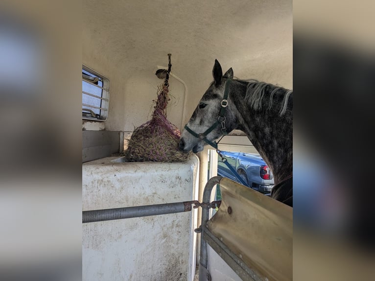Mecklenburger warmbloed Merrie 5 Jaar 164 cm Blauwschimmel in Grabowhöfe
