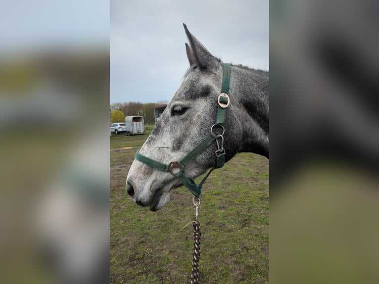Mecklenburger warmbloed Merrie 5 Jaar 164 cm Blauwschimmel in Grabowhöfe