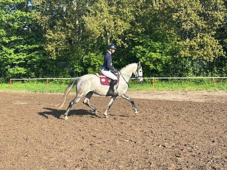 Mecklenburger warmbloed Merrie 5 Jaar 164 cm Schimmel in Grevenbroich