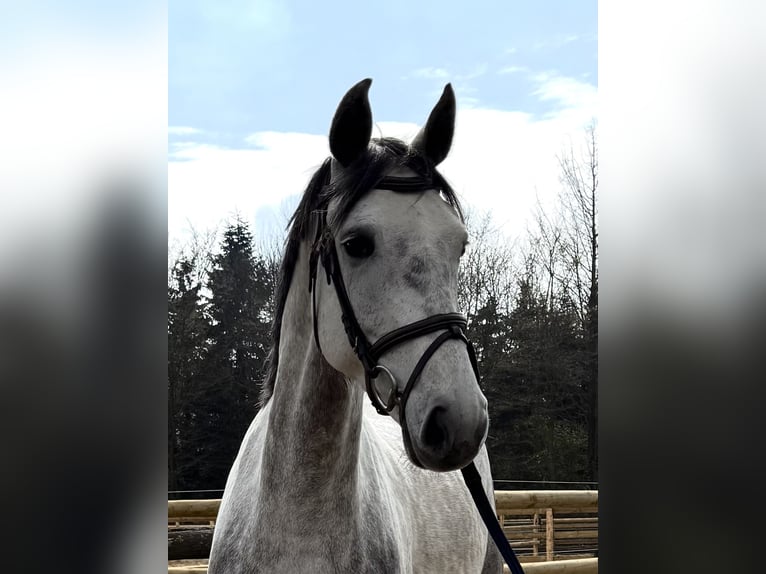 Mecklenburger warmbloed Merrie 5 Jaar 164 cm Schimmel in Grevenbroich