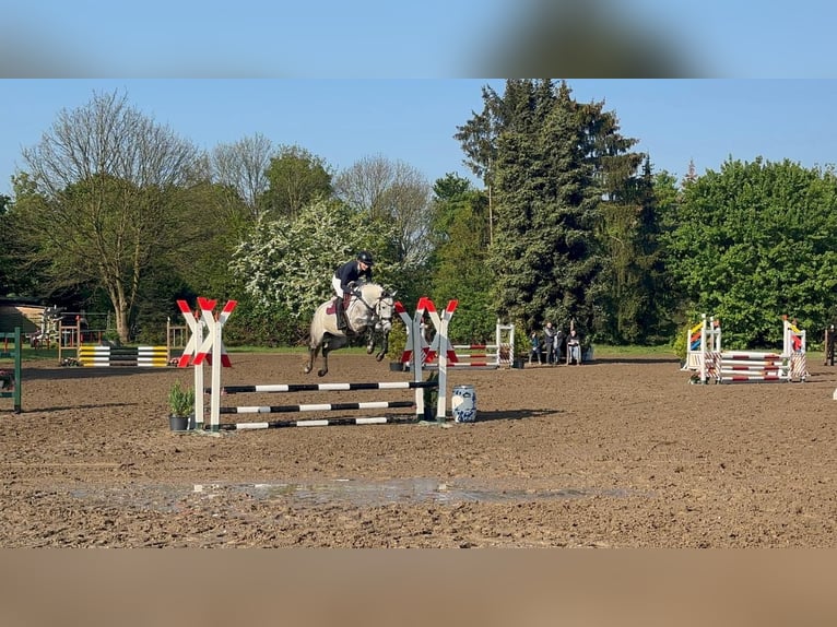 Mecklenburger warmbloed Merrie 5 Jaar 164 cm Schimmel in Grevenbroich