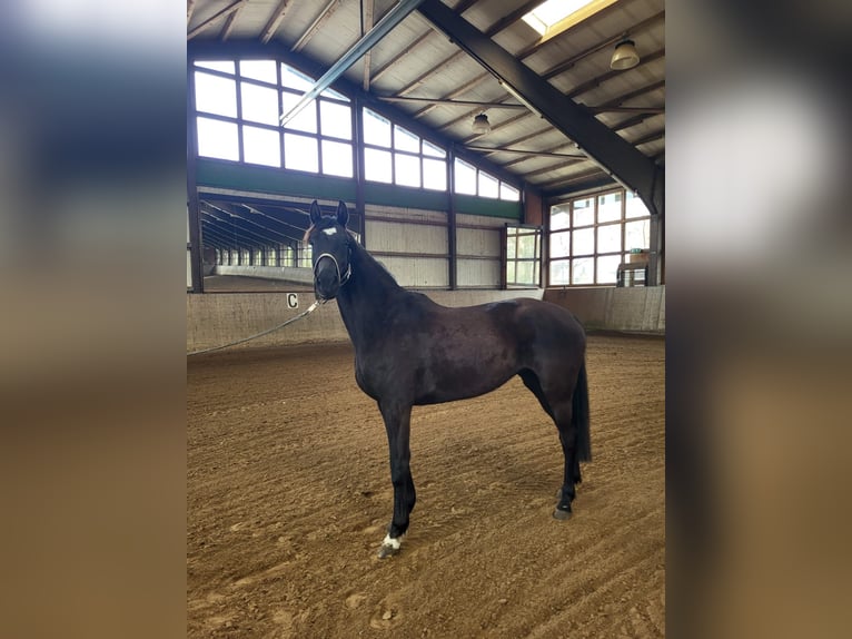 Mecklenburger warmbloed Merrie 5 Jaar 167 cm Zwart in Rostock
