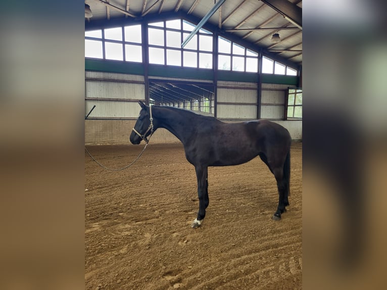 Mecklenburger warmbloed Merrie 5 Jaar 167 cm Zwart in Rostock