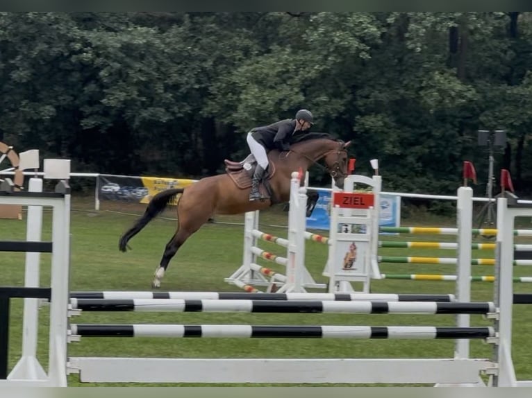 Mecklenburger warmbloed Merrie 5 Jaar 168 cm Bruin in JatznickPolzow