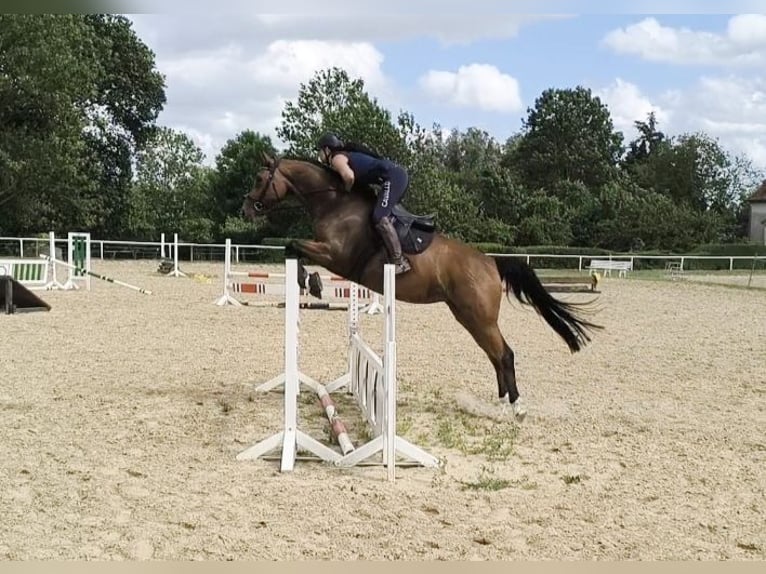 Mecklenburger warmbloed Merrie 5 Jaar 169 cm Bruin in Rostock