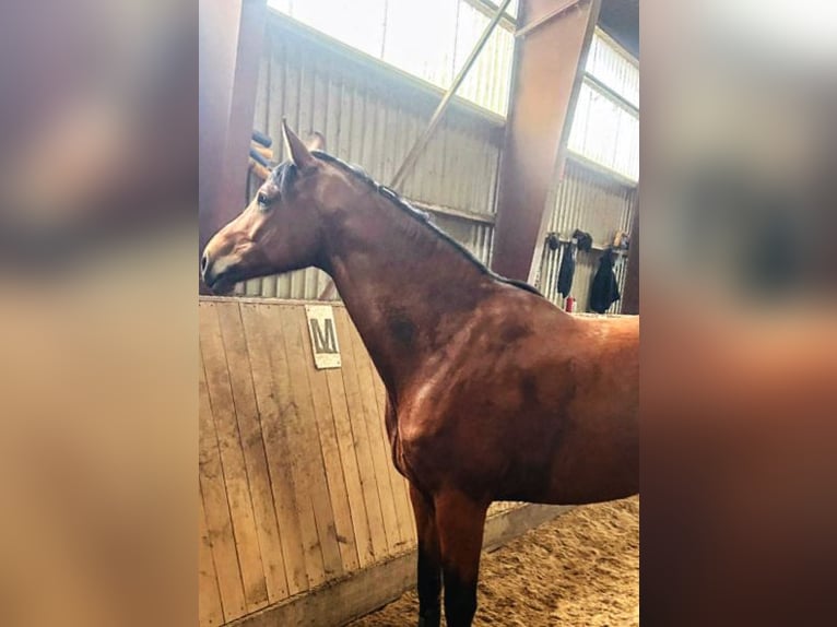 Mecklenburger warmbloed Merrie 5 Jaar 169 cm Bruin in Rostock