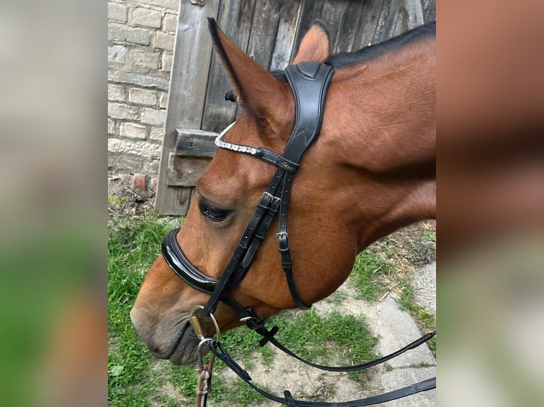 Mecklenburger warmbloed Merrie 5 Jaar 169 cm Bruin in Rostock