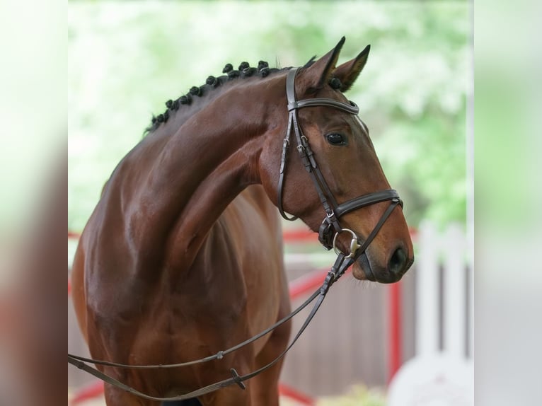 Mecklenburger warmbloed Merrie 5 Jaar 170 cm Bruin in Münster-Handorf