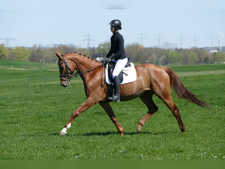 Mecklenburger warmbloed Merrie 5 Jaar 170 cm Vos in Ganschow