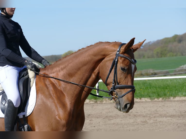 Mecklenburger warmbloed Merrie 5 Jaar 170 cm Vos in Ganschow
