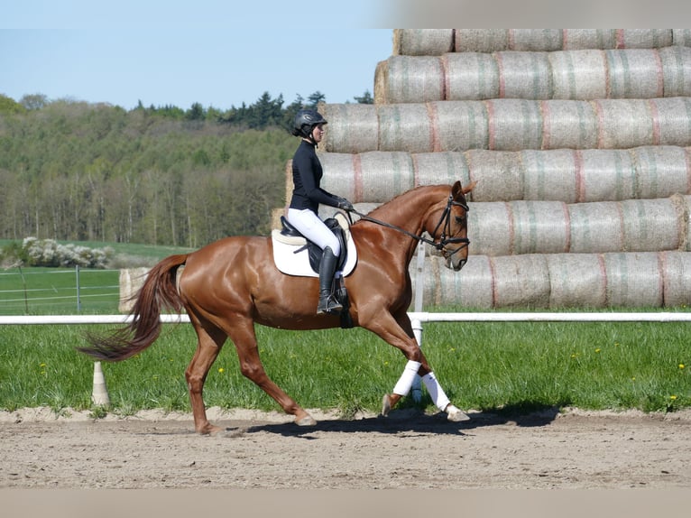 Mecklenburger warmbloed Merrie 5 Jaar 170 cm Vos in Ganschow