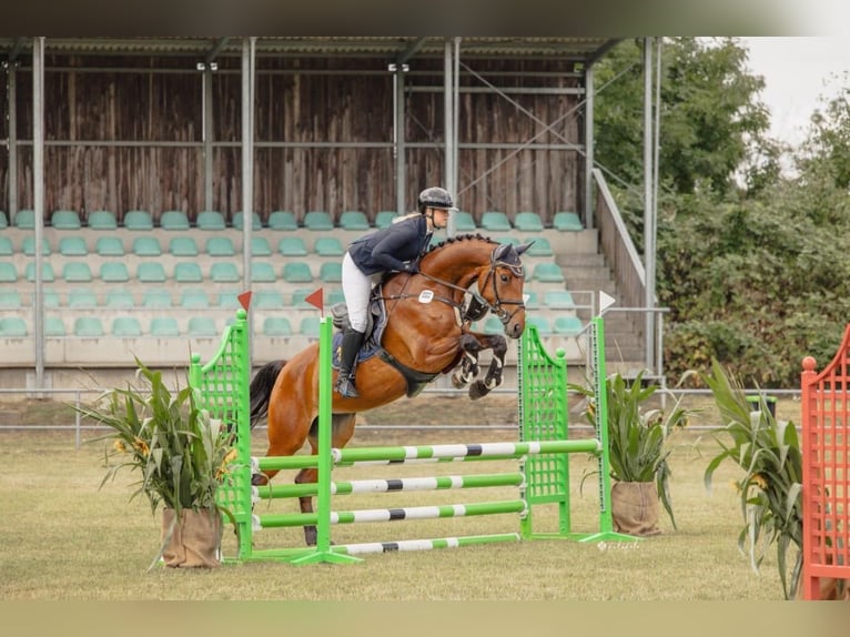 Mecklenburger warmbloed Merrie 5 Jaar 172 cm Bruin in Weitenhagen