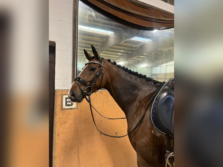 Mecklenburger warmbloed Merrie 5 Jaar 172 cm Donkerbruin in Stade