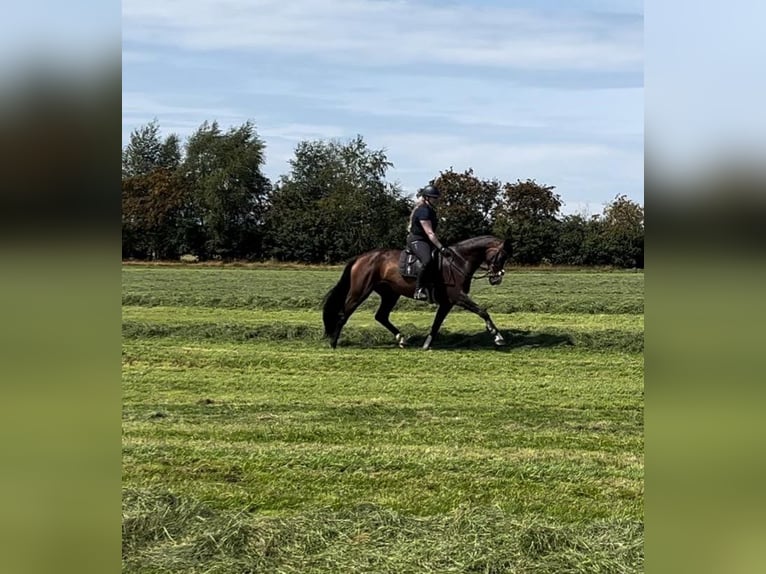 Mecklenburger warmbloed Merrie 5 Jaar 172 cm Donkerbruin in Stade