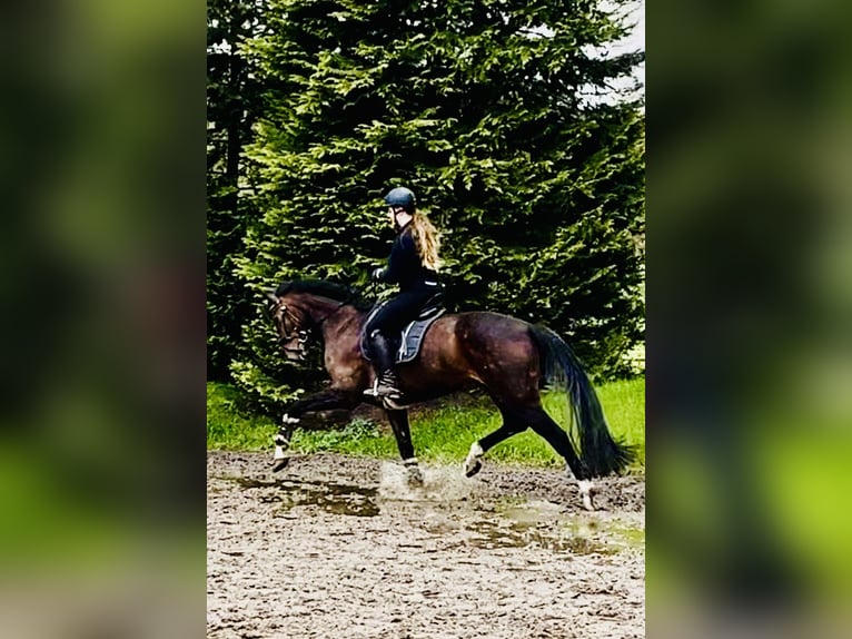 Mecklenburger warmbloed Merrie 5 Jaar 172 cm Donkerbruin in Stade