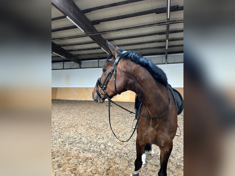 Mecklenburger warmbloed Merrie 5 Jaar 172 cm Donkerbruin in Stade