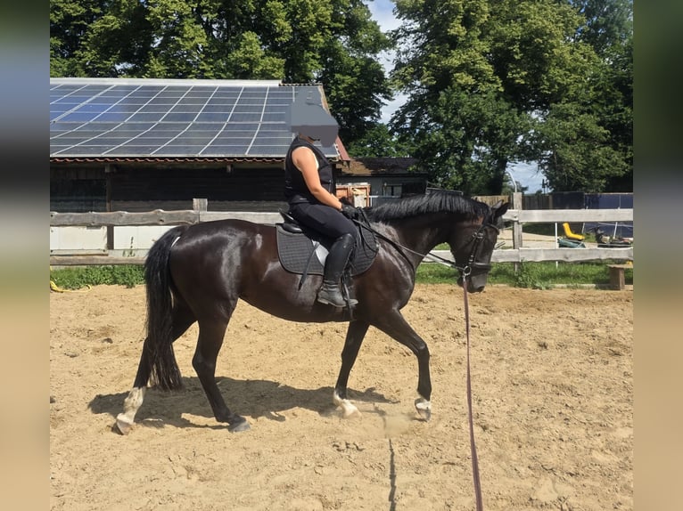 Mecklenburger warmbloed Merrie 6 Jaar 160 cm Zwart in Banzkow